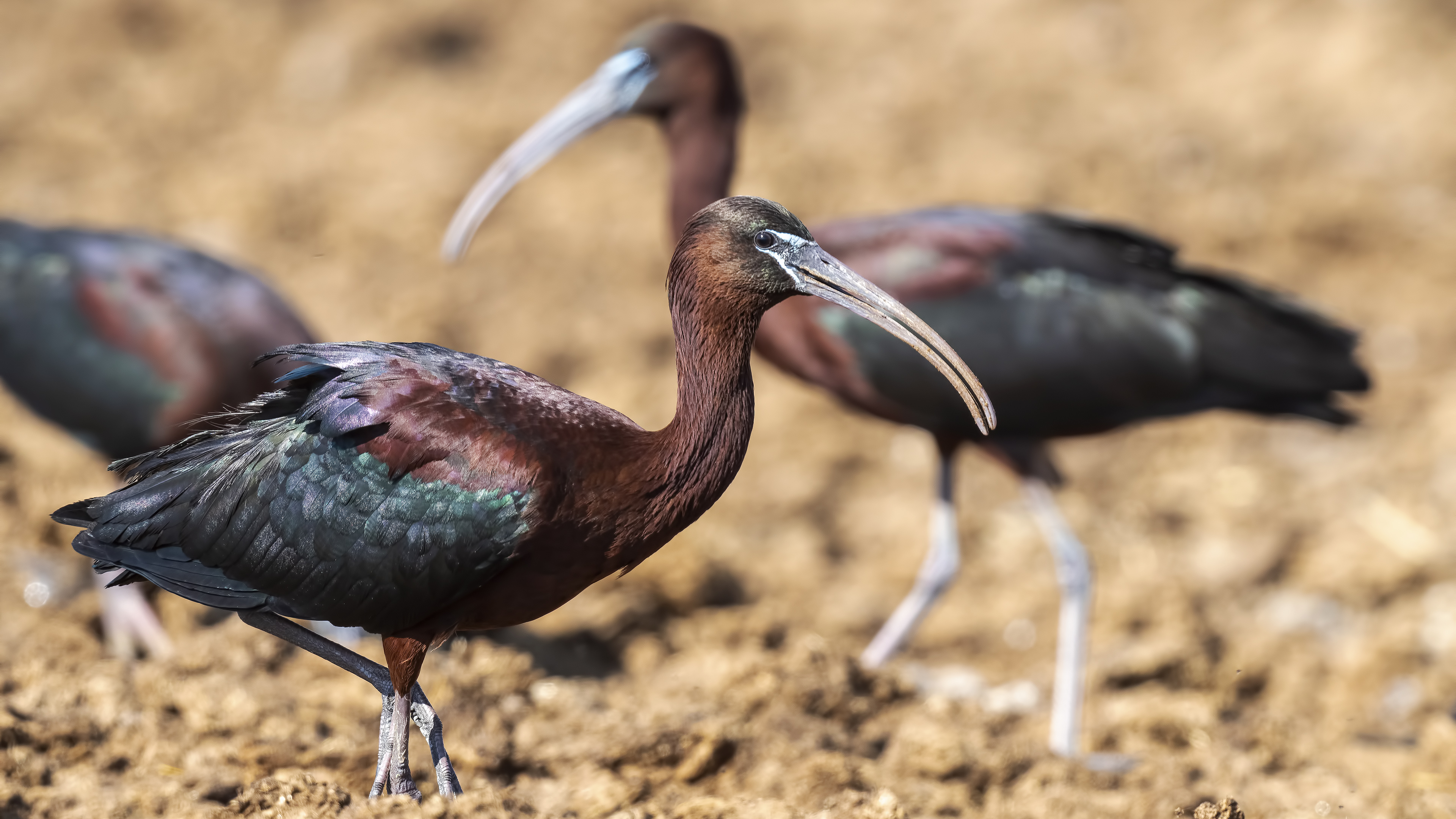 Glossy Ibis